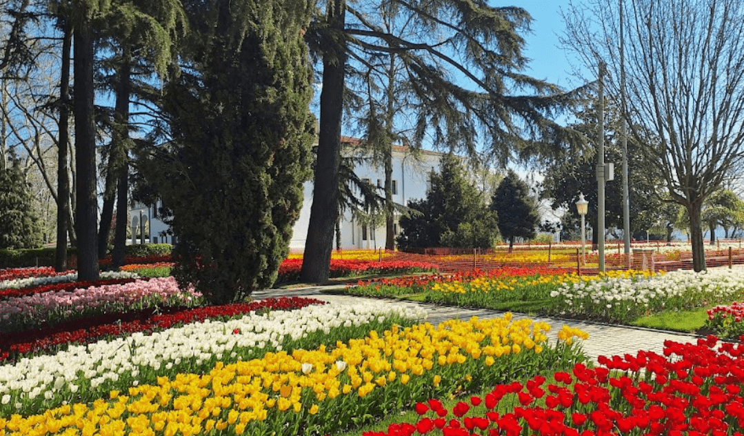 Don T Miss The Istanbul Tulip Festival Travel Tips Airport Taxi