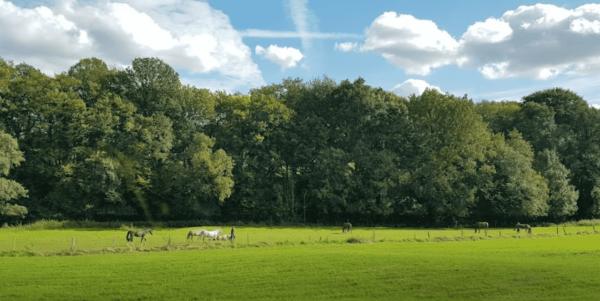 Upptäck Velbert: Toppsevärdheter och avslappnad ankomst med Airport Taxi Neviges