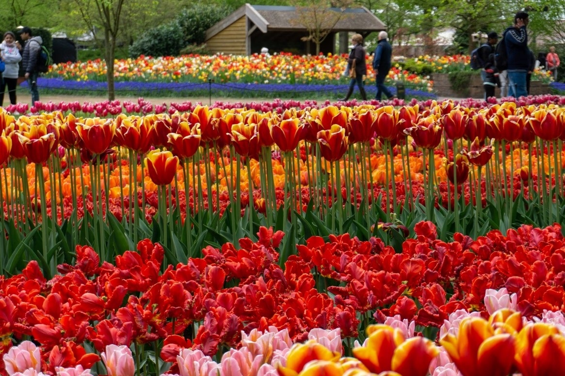 Keukenhof-Gardens-Lisse