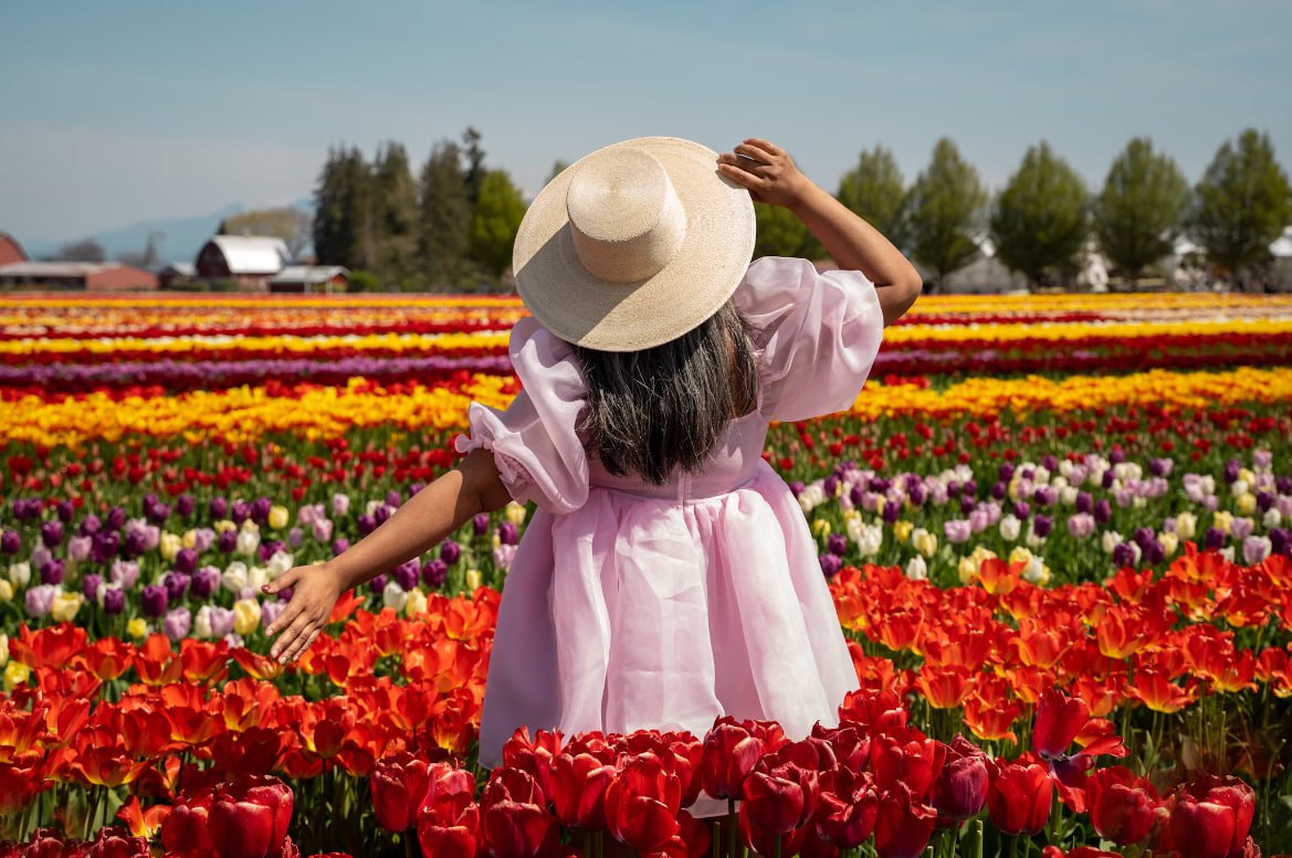 A Field Of Pink Tulips Under A Blue Sky Taxi