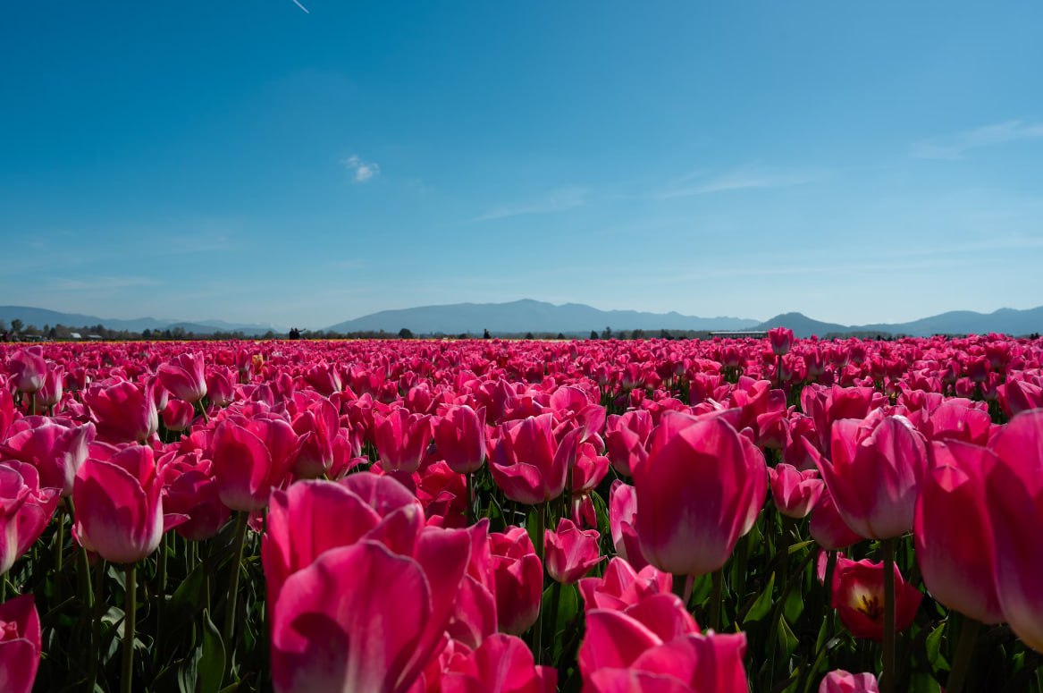 A Field Of Pink Tulips Under A Blue Sky