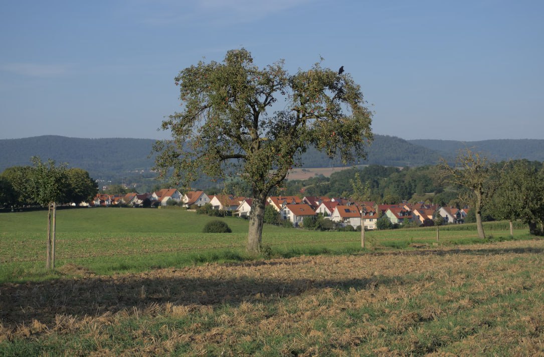 A Field With A Tree And Houses In The Distance