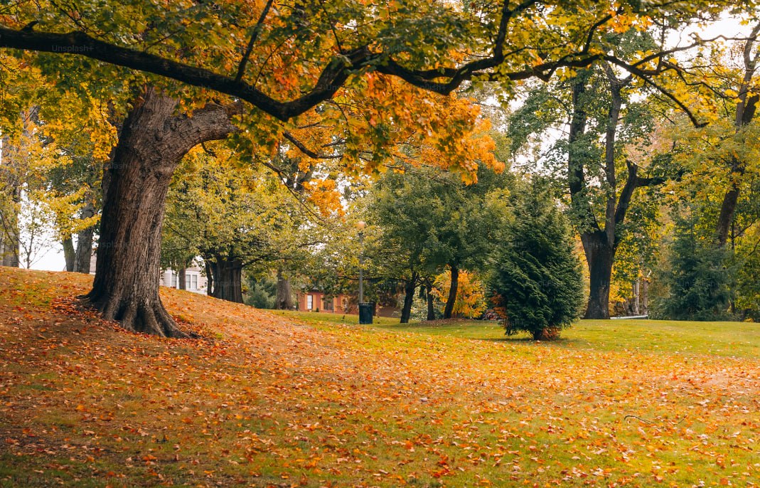 A Park Filled With Lots Of Trees Coveredn In Leaves