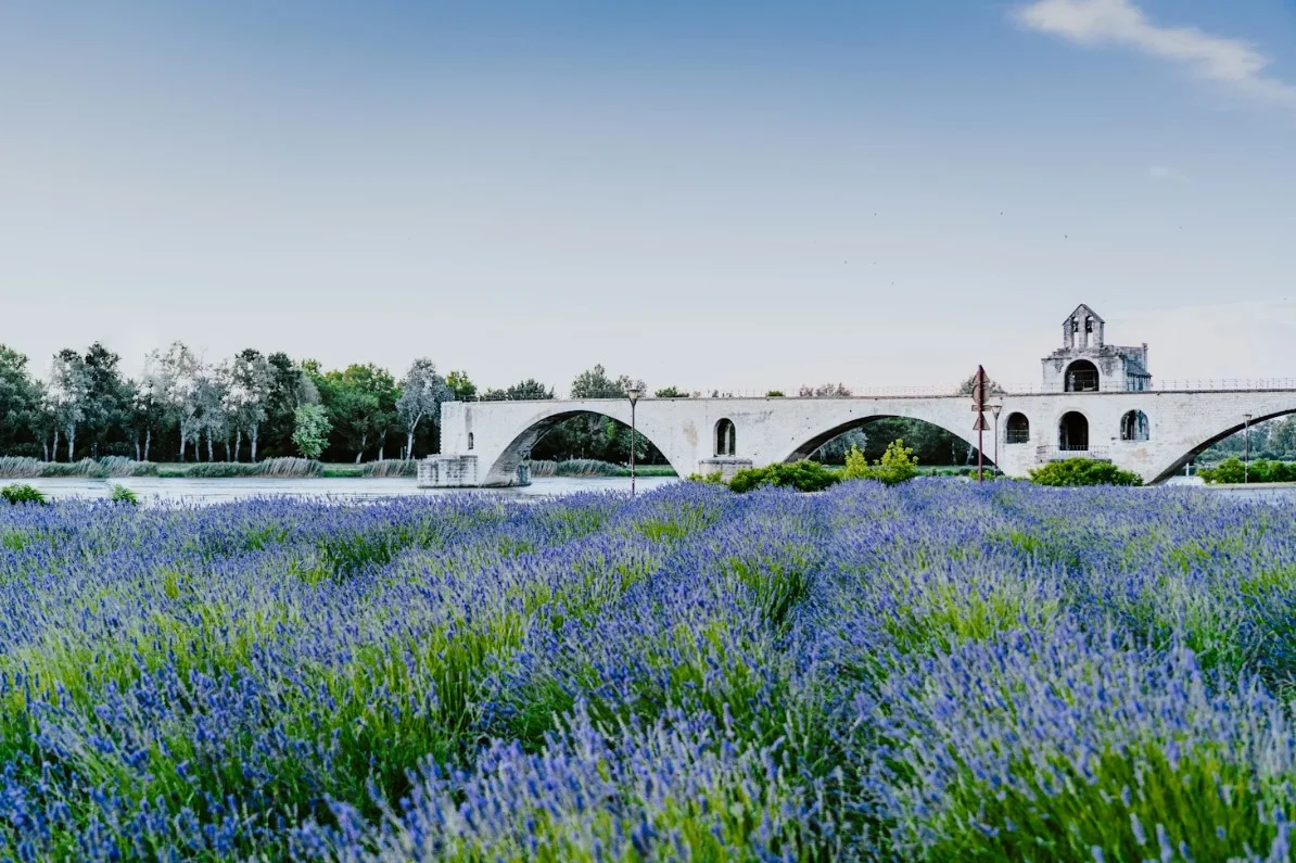 avignon-blue-flower-field-under-blue-sky