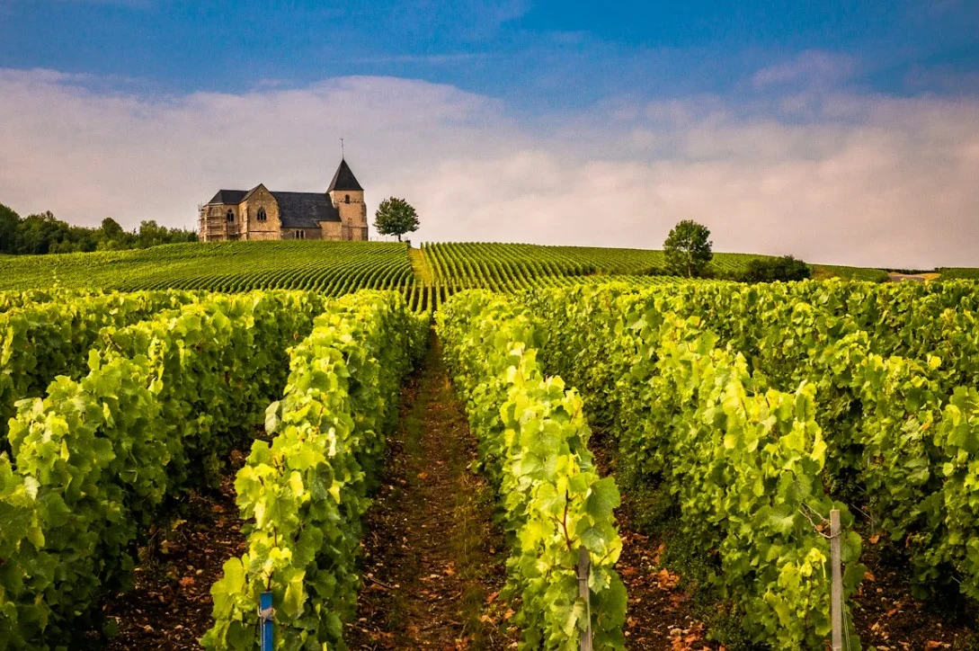 Champagne vineyards landscape in France