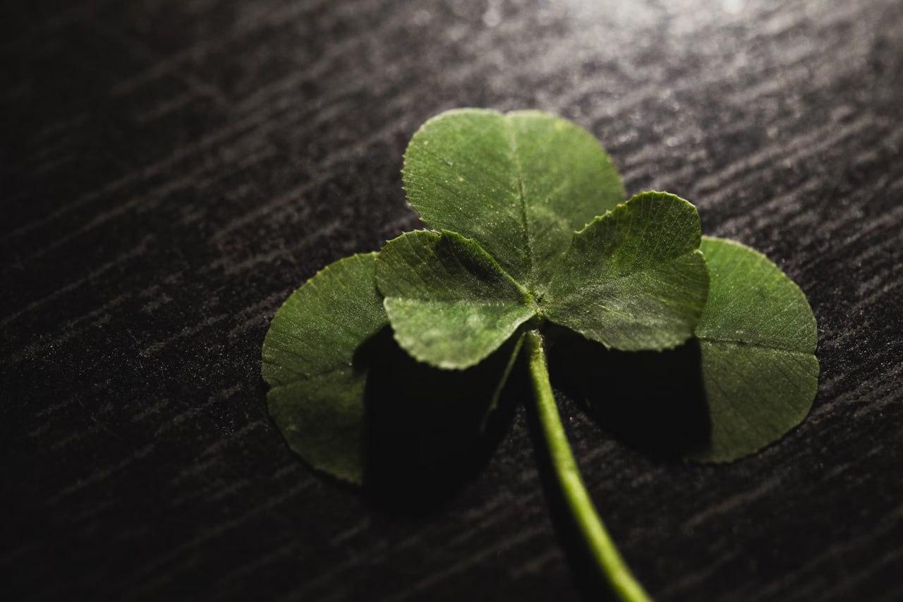 green_leaf_on_black_wooden_table