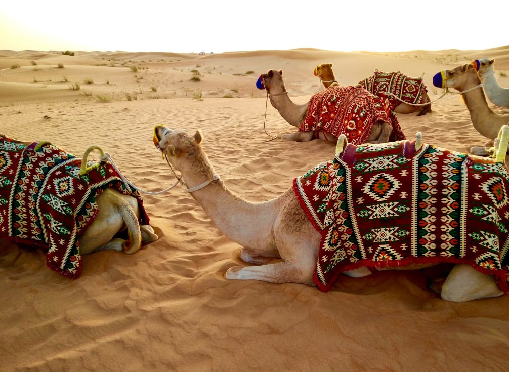 Herd Of Camel Sitting On Desert Sand